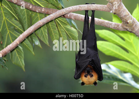 seychelles flying fox, seychelles fruit bat (Pteropus seychellensis), hangs down a branch on a tree, Seychelles Stock Photo