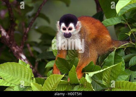 red-backed squirrel monkey, Central American squirrel monkey (Saimiri oerstedii), sits on a tree, Costa Rica Stock Photo