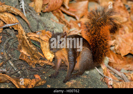 Tropical red squirrel, Red-tailed Squirrel (Sciurus granatensis), on fallen leaves on the ground, Costa Rica Stock Photo