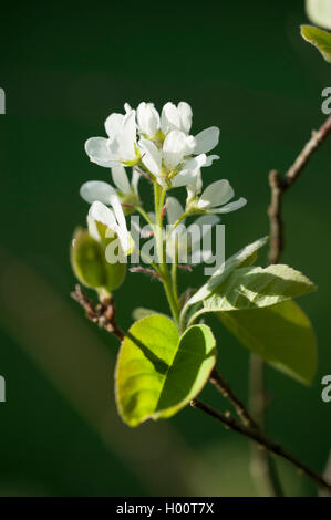 Asian Serviceberry (Amelanchier asiatica), blooming branch Stock Photo