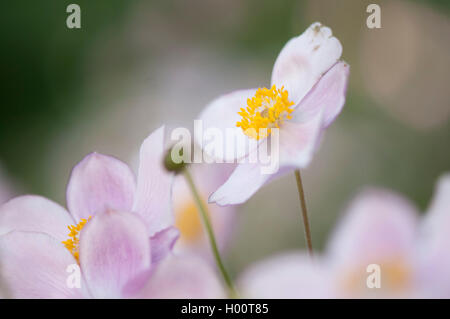 Japanese anemone, Japanese Windflower (Anemone japonica, Anemone hupehensis var. japonica), blooming Stock Photo