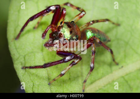 Jumping spider (Sidusa spec,), sits on a leaf, Costa Rica