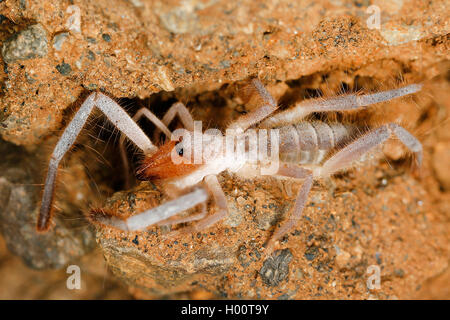 segestriids (Sulifugae spec.), on the ground, Costa Rica Stock Photo