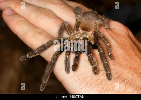 Bird spider (Theraphosidae), on a hand, Costa Rica Stock Photo