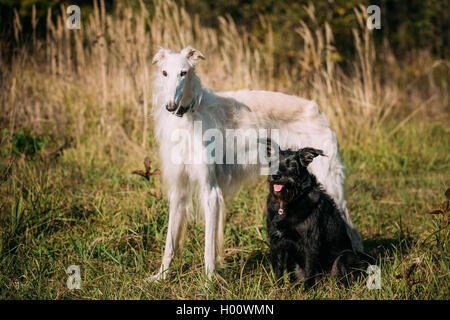 Small Size Black Mixed Breed and Hunting Dog and White Russian Borzoi, Borzaya Staying Together Outdoor Stock Photo