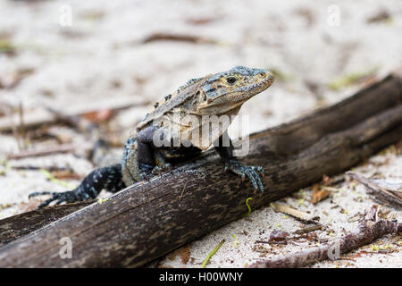 large garrobo or iguana  in the central pacific of Costa Rica enjoying the sunshine Stock Photo