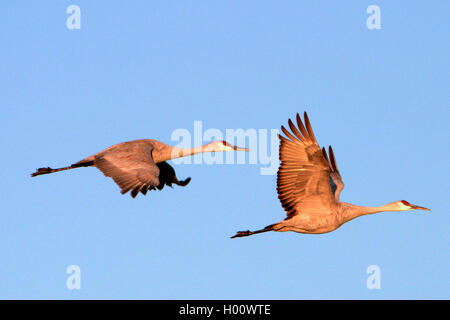 sandhill crane (Grus canadensis), two cranes in flight, USA, New Mexico Stock Photo