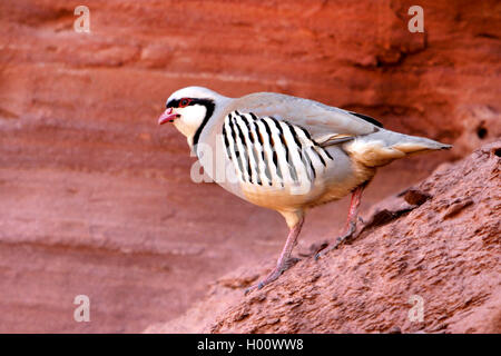 chukar partridge (Alectoris chukar), in rocky terrain, USA, Utah Stock Photo