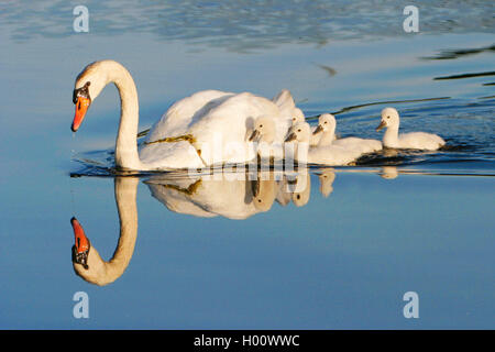 mute swan (Cygnus olor), with chicks, USA, Michigan Stock Photo