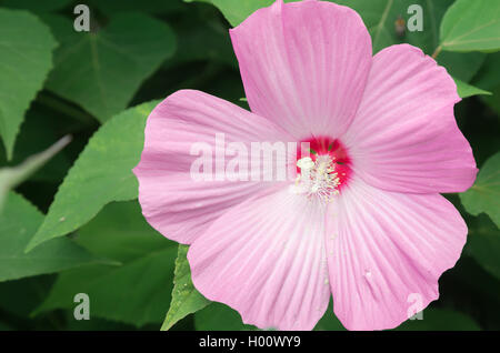 A close up view of the  winter hardy hibiscus not to be confused with the smaller  tropical version. Stock Photo