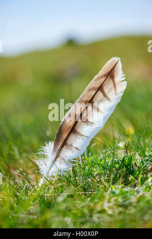 Eurasian buzzard (Buteo buteo), feather in a meadow, Germany, Bavaria Stock Photo