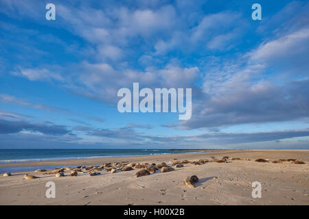 gray seal (Halichoerus grypus), lying on a beach in spring , Germany, Schleswig-Holstein, Heligoland Stock Photo