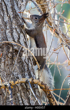 Tassle-eared, Abert's squirrel (Sciurus aberti), climbs on a tree trunk, USA, Arizona, Flagstaff Stock Photo