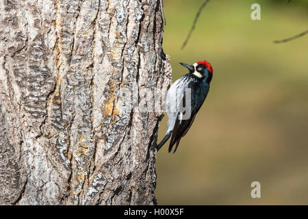 Acorn woodpecker (Melanerpes formicivorus), sitting at a tree trunk, USA, Arizona, Flagstaff Stock Photo