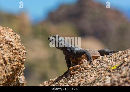 Common chuckwalla (Sauromalus ater), male on a rock sunbathing, USA, Arizona, Pinnacle Peak Stock Photo