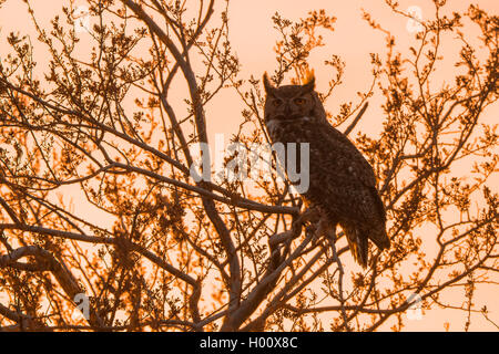 great horned owl (Bubo virginianus), sitting on a tree at sunset, USA, Arizona Stock Photo