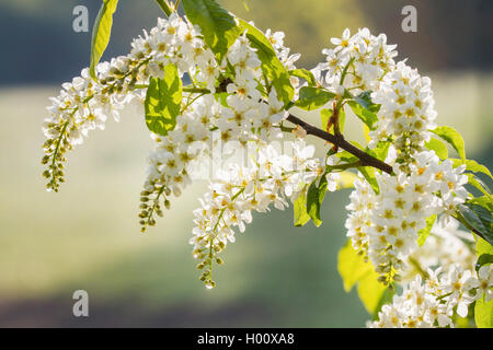 European bird cherry (Prunus padus, Padus avium), branch with inflorescences in backlight, Germany, Bavaria Stock Photo
