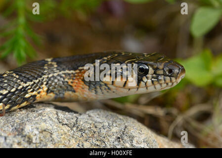Horseshoe snake, Horseshoe whip snake (Hemorrhois hippocrepis, Coluber hippocrepis  ), portrait, Spain, Balearen, Majorca Stock Photo