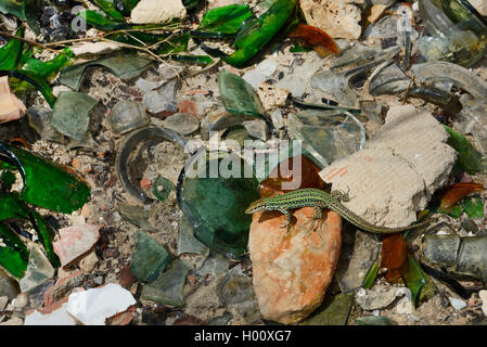 Formentera wall lizard (Podarcis pityusensis formenterae, Podarcis formenterae), sunbaths on a pile of shards, Spain, Balearen, Formentera Stock Photo