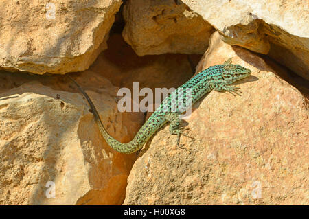 Formentera wall lizard (Podarcis pityusensis formenterae, Podarcis formenterae), sunbaths on a wall, Spain, Balearen, Formentera Stock Photo