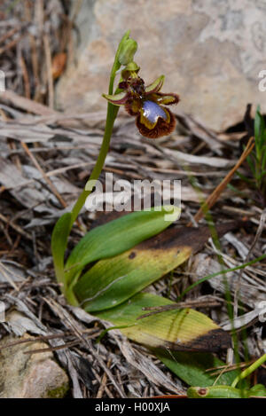 Mirror orchid, Mirror ophrys, varnished ophrys (Ophrys ciliata, Ophrys speculum), Balearen, Majorca Stock Photo