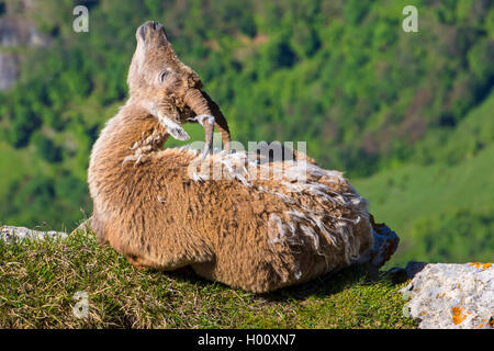 Alpine ibex (Capra ibex, Capra ibex ibex), doe in change of fur lying on a cliff edge and scratching herself with the horn, side view, Switzerland, Toggenburg, Chaeserrugg Stock Photo