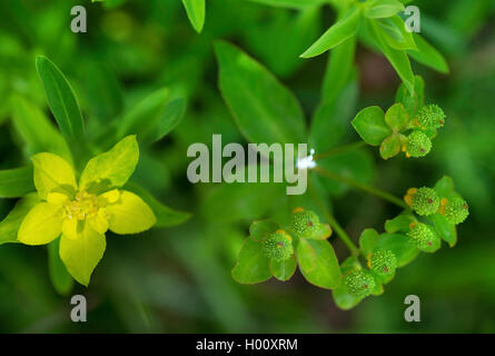 Wart spurge (Euphorbia verrucosa), with inflorescence and fruits, Germany, Bavaria, Murnauer Moos