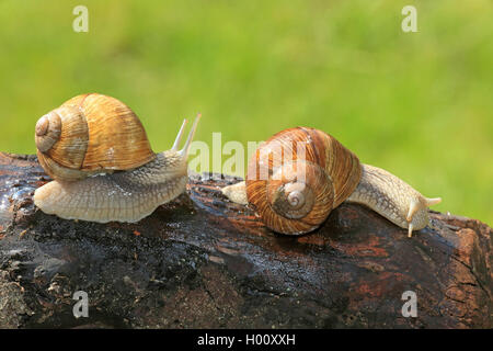 Roman snail, escargot, escargot snail, edible snail, apple snail, grapevine snail, vineyard snail, vine snail (Helix pomatia), two escargots on a tree trunk, side view, Germany Stock Photo