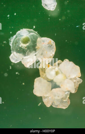 Rainbow Darter (Etheostoma caeruleum), egg with spawning substrat Stock Photo