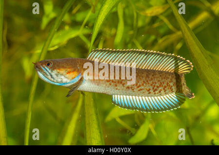 Assam lal cheng (Channa andrao, Channa spec.), mouthbreeding male Stock Photo