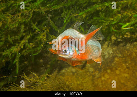 red shiner (Notropis lutrensis, Cyprinella lutrensis), rivaling males with nuptial colouration Stock Photo