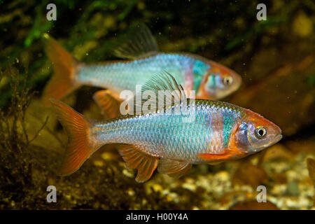 red shiner (Notropis lutrensis, Cyprinella lutrensis), males with nuptial colouration Stock Photo