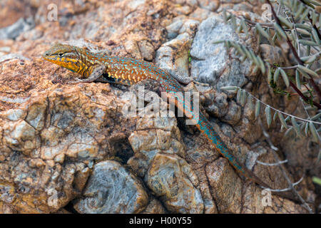 Side-blotched lizard, Common Side-blotched Lizard (Uta stansburiana), adult male, USA, Arizona Stock Photo