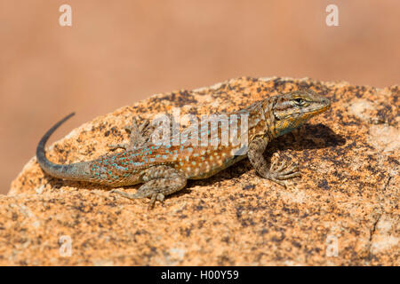 Side-blotched lizard, Common Side-blotched Lizard (Uta stansburiana), adult male, USA, Arizona Stock Photo