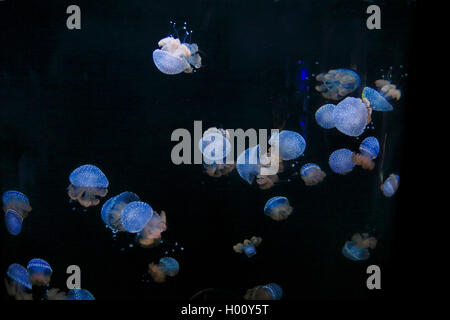 Australian Spotted Jellyfish (Phyllorhiza punctata), swimming jellyfishes, USA, Florida, Sarasota Aquarium Stock Photo