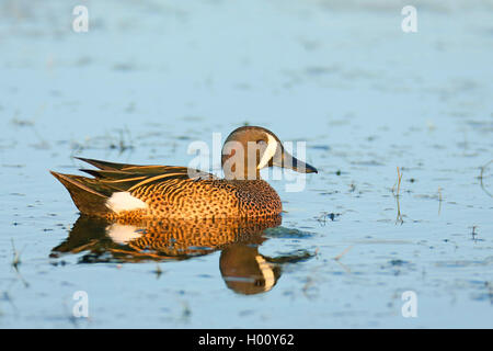 blue-winged teal (Anas discors), swimming drake, side view, USA, Florida, Merritt Island Stock Photo