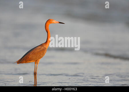 Reddish egret (Egretta rufescens), standing in shallow water at the sea in evening light, side view, USA, Florida Stock Photo