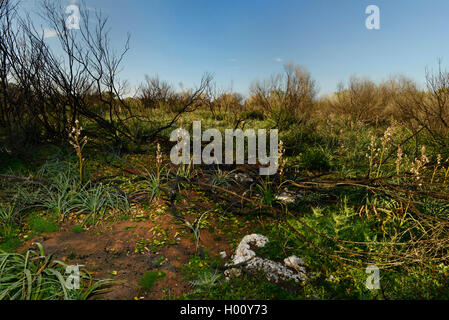 Summer asphodel, Common asphodel, Tall asphodel (Asphodelus aestivus, Asphodelus microcarpus), first vegetation with Summer asphodel on a burnt area of the macchia, Spain, Balearen, Majorca Stock Photo