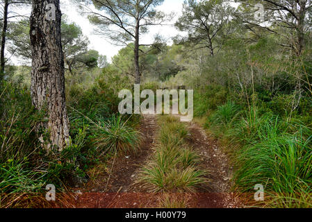 aleppo pine (Pinus halepensis), hiking trail through a bright pine forest on Menorca, Spain, Balearen, Menorca Stock Photo