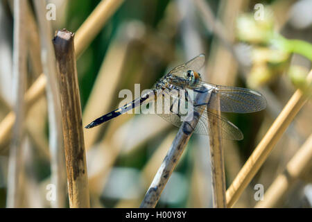 four-spotted libellula, four-spotted chaser, four spot (Libellula quadrimaculata), at dry blade of reed, USA, Arizona, Papago Park Stock Photo