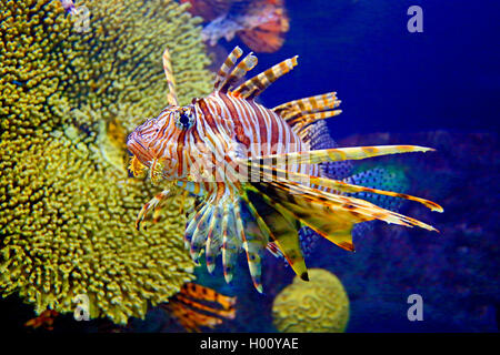 red firefish, lionfish, devil firefish, fireworkfish, red lionfish (Pterois volitans), swimming, side view, USA, Florida, Sarasota Aquarium Stock Photo