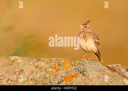 crested lark (Galerida cristata), on a lichened stone, side view, Greece, Lesbos