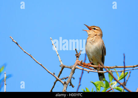 rufous scrub robin, rufous-tailed scrub robin, rufous warbler (Agrobates galactotes, Cercotrichas galactotes), singing on top of a tree, Greece, Lesbos Stock Photo