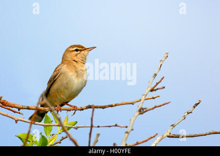 rufous scrub robin, rufous-tailed scrub robin, rufous warbler (Agrobates galactotes, Cercotrichas galactotes), sitting on top of a tree, side view, Greece, Lesbos Stock Photo