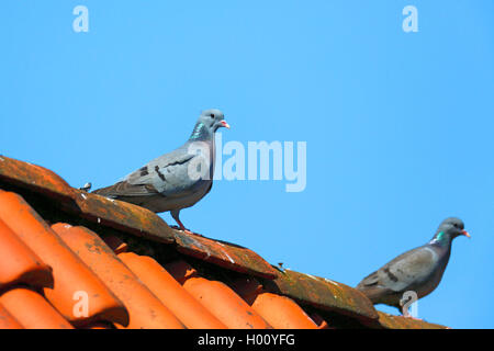 stock pigeon (Columba oenas), pair sitting on the roof of a barn, side view, Netherlands, Frisia Stock Photo
