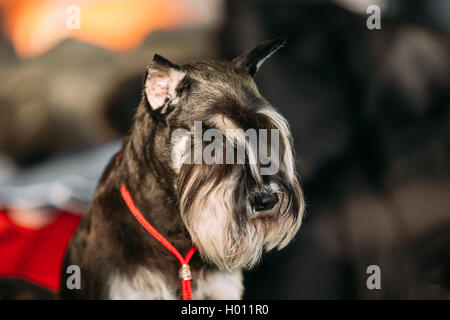 Miniature Schnauzer Dog Zwergschnauzer Close Up. Dwarf Schnauzer. Adult black-and-silver with natural ears, the long eyebrows an Stock Photo