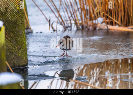 water rail (Rallus aquaticus), on ice got entangled in a fishing line, Germany, Mecklenburg-Western Pomerania Stock Photo