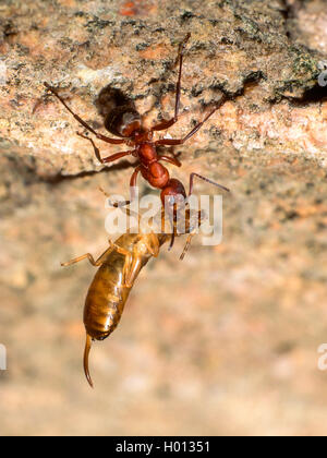 Red wood ant (Formica rufa), with captured Earwig, Germany Stock Photo