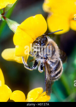 Large anthid bee (Anthidium byssinum), Female foraging on Common Bird's-foot (Lotus corniculatus), Germany Stock Photo