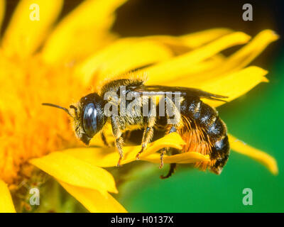 Spined Mason-bee (Osmia spinulosa), Female foraging on Qx-eye (Buphthalmum salicifolium), Germany Stock Photo
